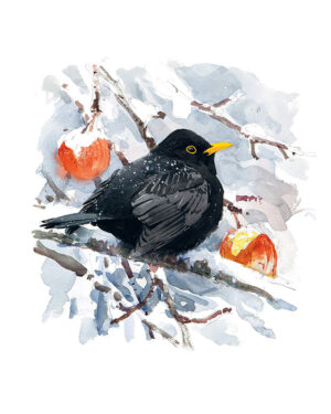 Libro Aves que veo en Invierno - Lars Jonsson - Errata Naturae
