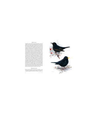 Libro Aves que veo en Invierno - Lars Jonsson - Errata Naturae
