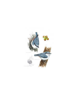 Libro Aves que veo en Invierno - Lars Jonsson - Errata Naturae