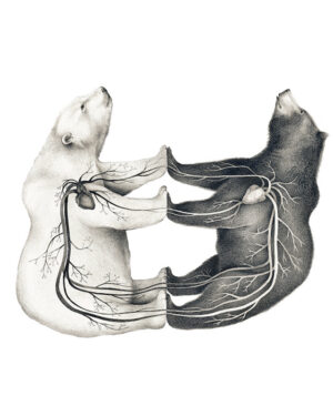 Libro La Selección Natural - Charles Darwin - Editorial Nórdica