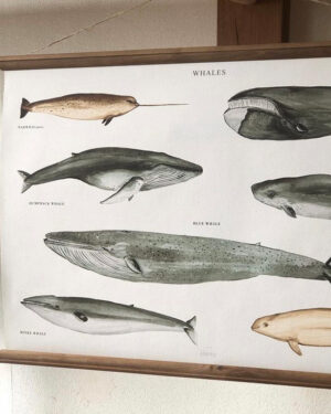 Poster Whales tamaño A3 - Ilustración de Arminho con una selección de siete ballenas